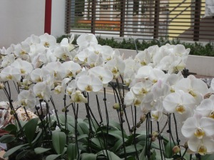 Orchids in the Hong Kong Flower Market